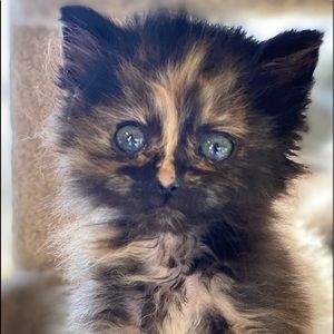 Meet your Posher, Crystal